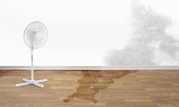 Best Carpet water damage restoration  in Everett, WA